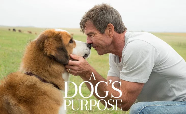 A dog's Purpose
